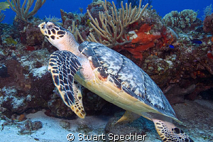 Hawksbill sea turtle preparing to launch.  Beautiful back... by Stuart Spechler 